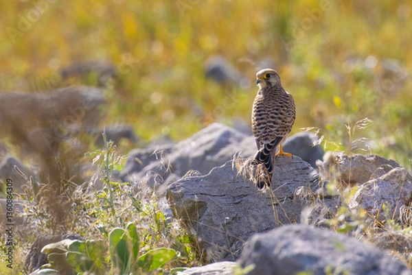 Obraz Common Kestrel on a rock