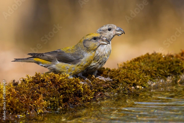 Obraz Red Crossbills on the moss