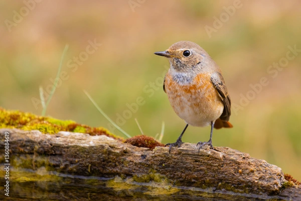 Obraz Common Redstart came for water