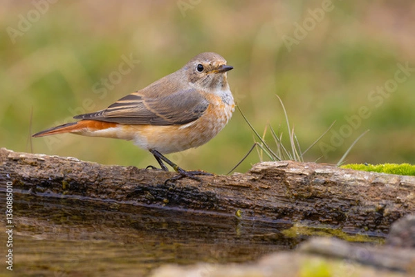 Obraz Common Redstart came for water