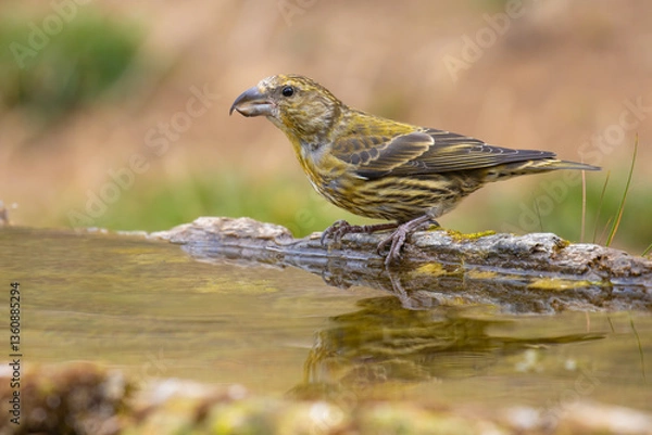Obraz Red Crossbill came for water