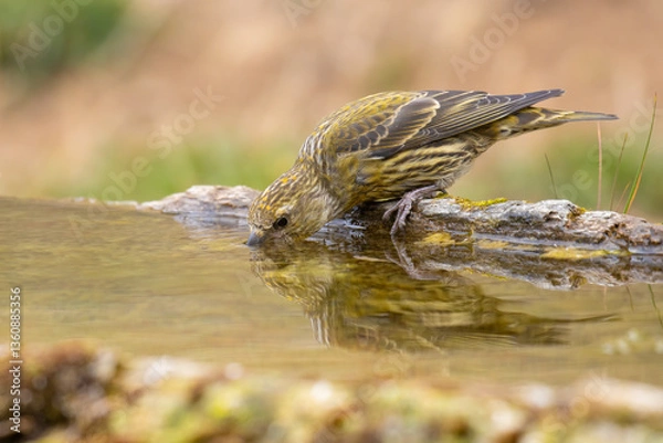 Obraz Red Crossbill came for water