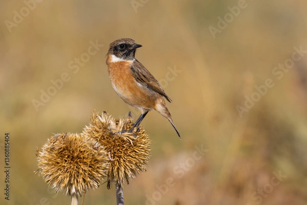 Obraz European Stonechat on a plant