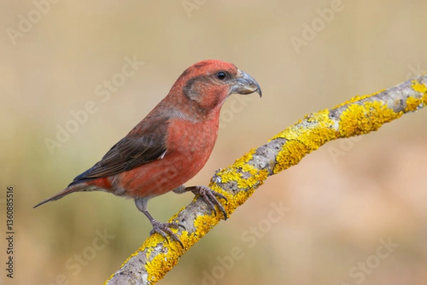 Obraz Red Crossbill on the branch