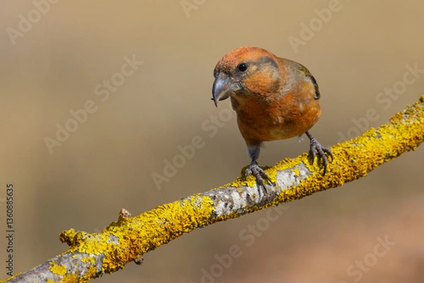 Obraz Red Crossbill on the branch