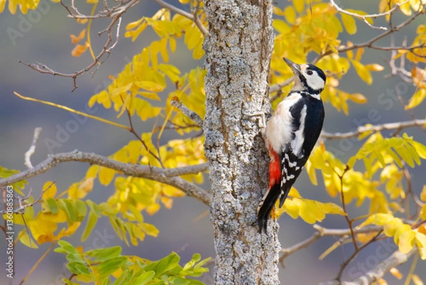 Obraz Great Spotted Woodpecker with fall colors