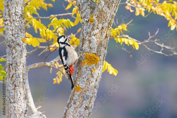 Obraz Great Spotted Woodpecker with fall colors