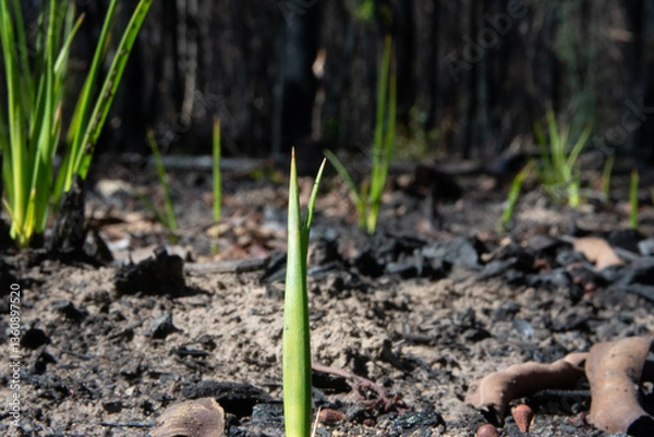 Obraz Green shoots of regrowth after fire