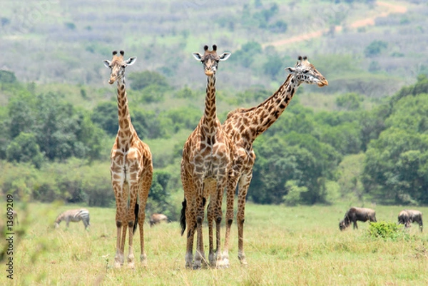 Fototapeta Three standing giraffes in  the Masai Mara Reserve (Kenya)