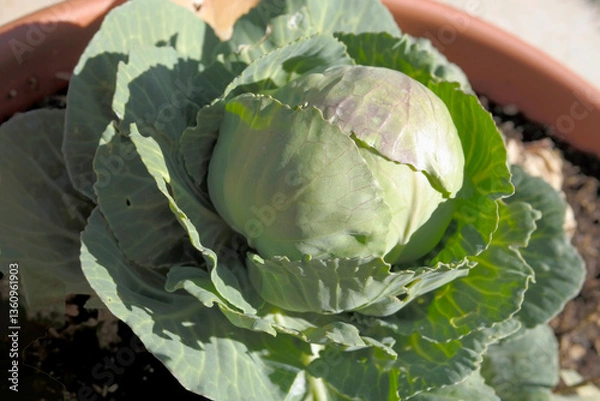 Obraz Cabbage growing in Garden pot