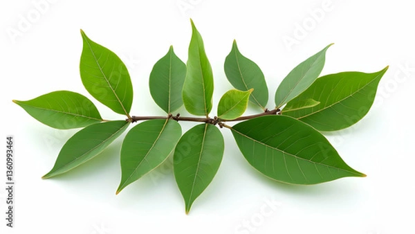 Fototapeta Bay Leaves Size Variation: Complete Culinary Guide