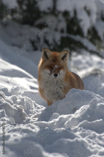 Fototapeta Fuchs im Schnee