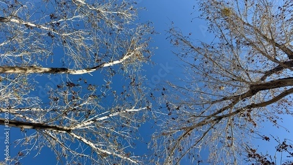 Fototapeta looking up through tall trees as soft clouds drift across the sky branches sway gently in the breeze leaves rustle with each gust a peaceful view of nature under a quiet overcast canopy