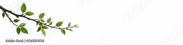 Fototapeta Isolated Branches on White Background with Twigs, peaceful, foliage