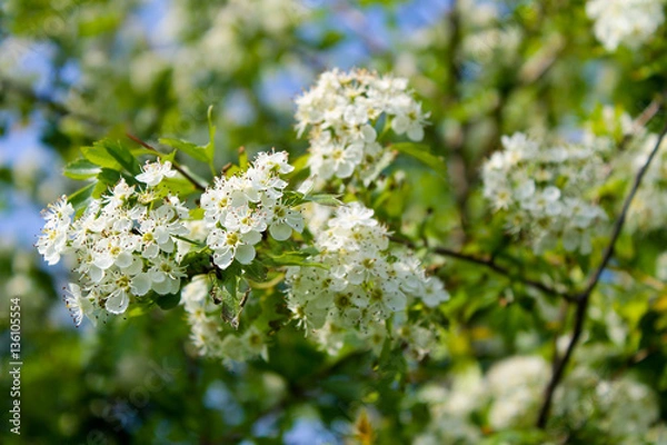 Fototapeta Tree branches with white spring blossoms