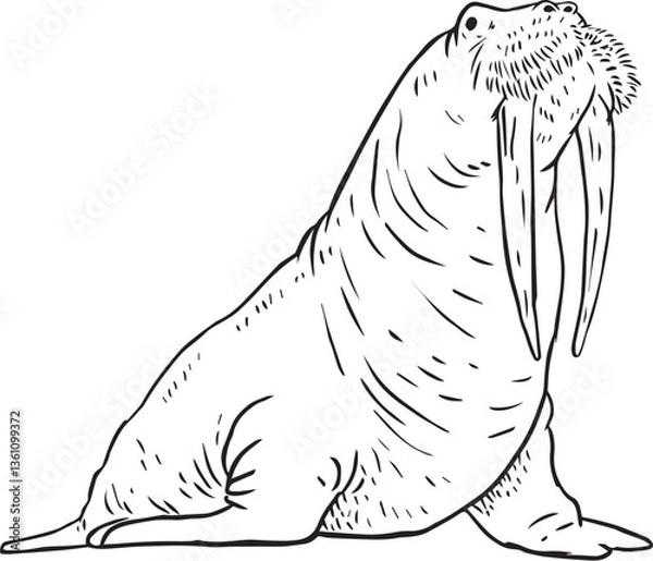 Fototapeta walrus 
