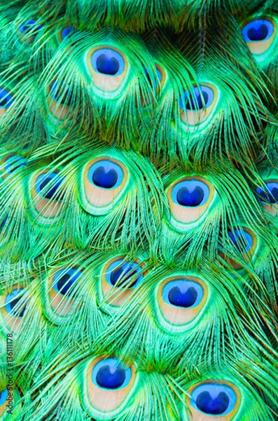 Fototapeta Detail of peacock feathers on bird.