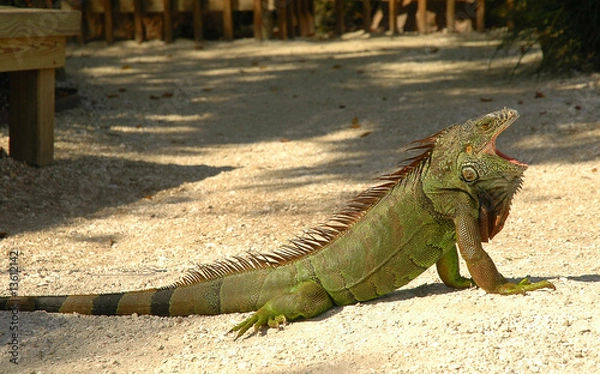 Obraz Ziewająca Iguana
