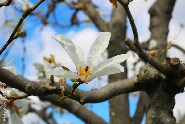 Fototapeta 爽やかに咲く白いハクモクレンの花　春の日