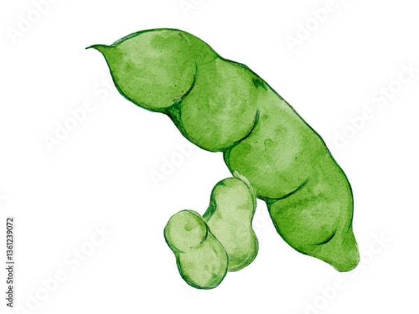 Obraz 水彩で描いた春野菜のそら豆料理食材の水彩ベクターイラスト素材