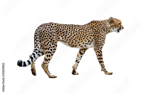 Obraz Cheetah Walking profil na białym tle