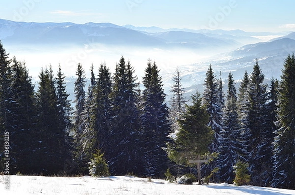 Obraz Forest trees in the mountains landscape