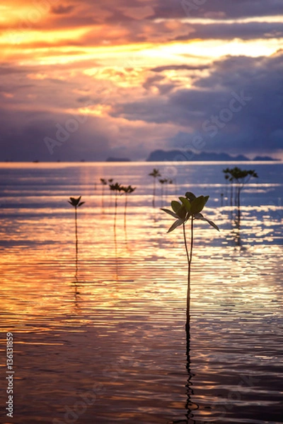 Obraz Beautiful bright sunset in the tropical sea shore. Mangrove tree