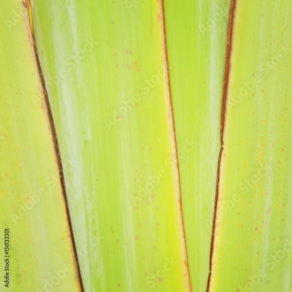 Fototapeta Banana tree texture and background
