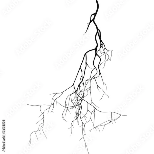 Fototapeta Black root system  