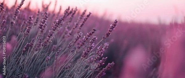 Fototapeta Serene Lavender Field Under Soft Pink Sky at Dusk