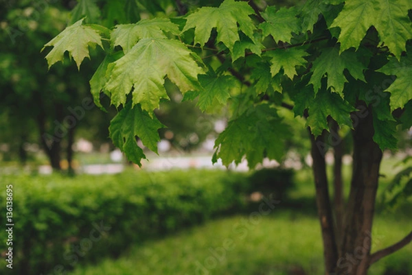 Fototapeta Maple in the Park. Closeup of maple leaves.