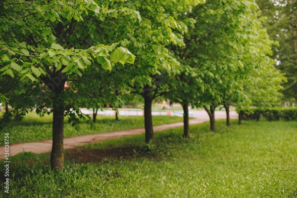 Fototapeta Trees and alley in the Park. Trees perspective