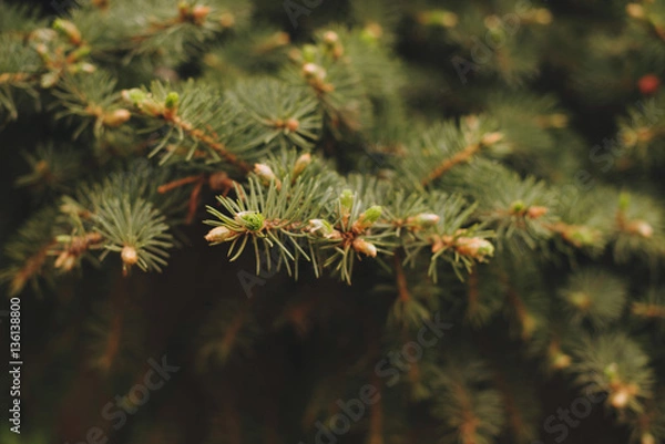 Fototapeta Spruce with cones close up.