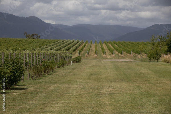 Obraz Yarra Valley Landscape