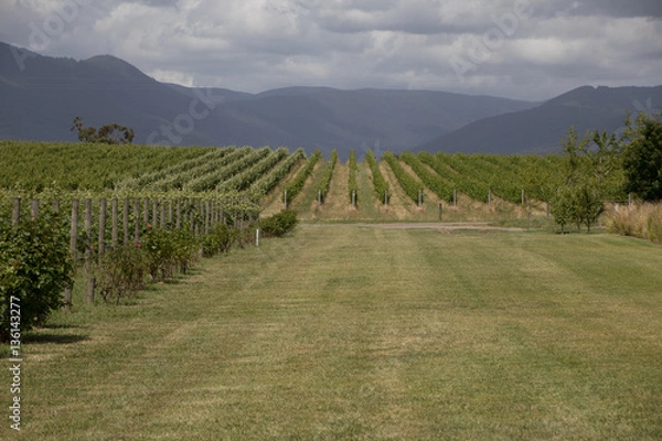 Obraz Yarra Valley Landscape