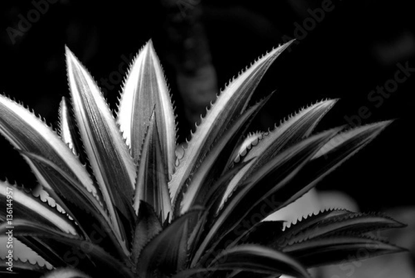 Obraz Close up of Bromeliad plants in black and white