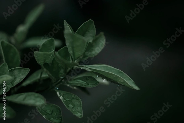 Fototapeta soft focus green leaves  with dew drop