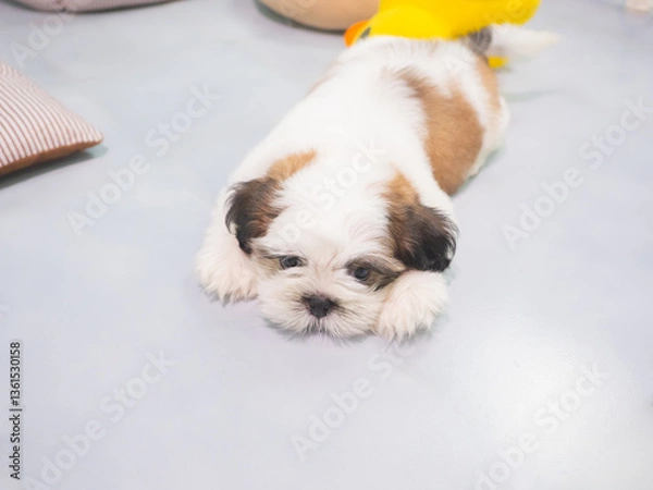 Fototapeta A small Shih Tzu puppy with soft, fluffy fur sleeping on floor with colorful toy in living room.
