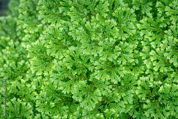 Fototapeta Selaginella apoda or kraussiana, also known as meadow spikemoss, is bred in a special room in a forest park in the city of Bogor, West Java, Indonesia