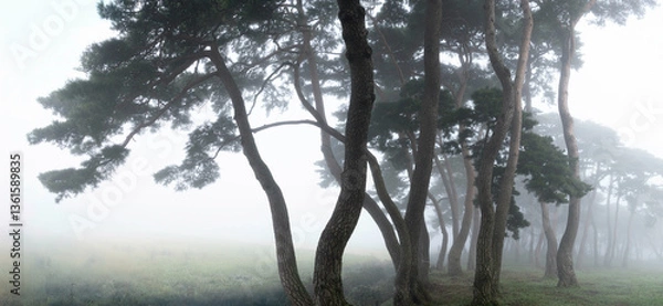 Obraz 안개 낀 보성 웅치 소나무숲의 몽환적인 풍경