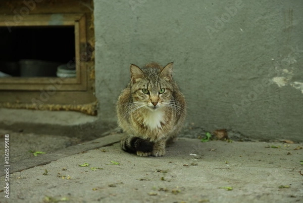 Obraz cat on the roof