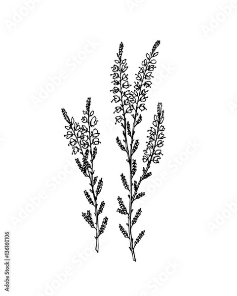 Fototapeta Hand drawn heather 