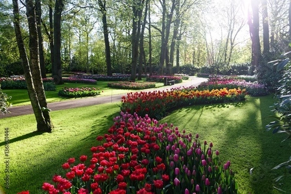 Fototapeta Colorful tulip flowers blooming vibrantly in the warm spring sunshine at Keukenhof, which, aka the Garden of Europe, attracts numerous tourists from around the world annually to Lisse, the Netherlands