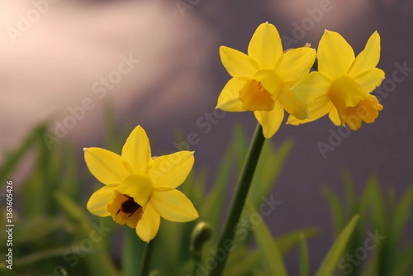 Fototapeta Yellow daffodils with bee in the spring garden