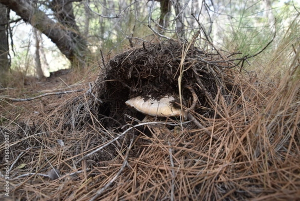 Fototapeta Nido de ave