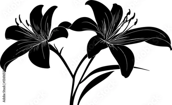 Fototapeta Stylized Black Lily Illustration floral desing