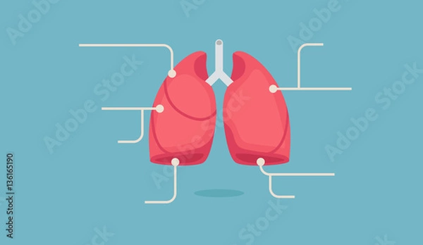 Obraz Lungs vector illustration