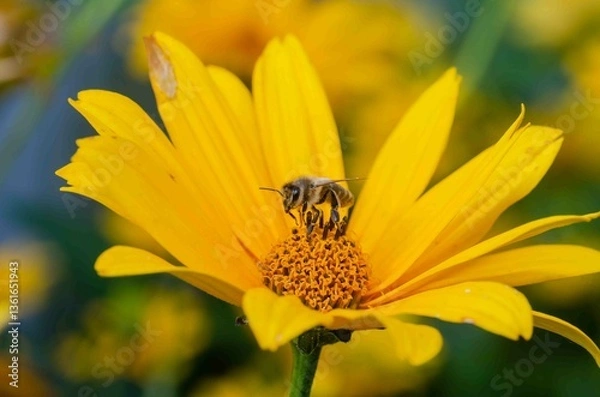 Obraz Bumblebee on a yellow flower on a sunflower.