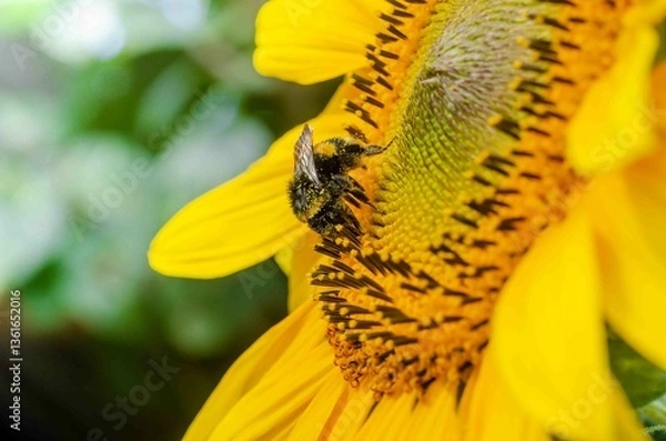 Obraz Bumblebee on a yellow flower on a sunflower.
