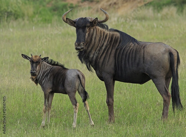 Obraz Mother and baby Gnu